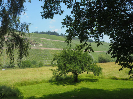 Wiesenlandschaft am Ufer in Brauneberg