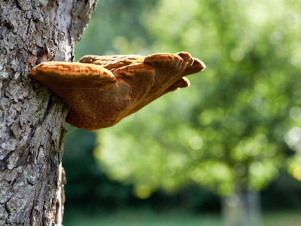 Mushroom on the tree