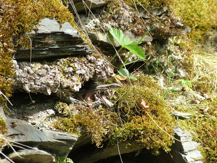 Eidechse in den Weinbergen