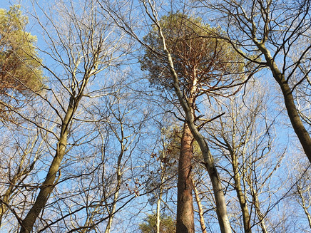 Forest section along the route