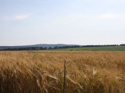 Field landscape in Husnrück