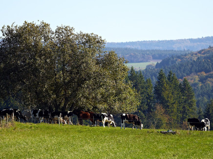 Meadow landscape near Monzelfeld