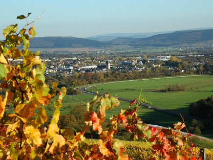Vineyards near Wittlich