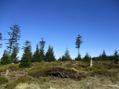 Die Vegetation auf der Schalke