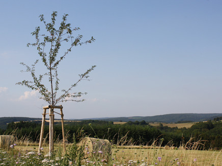 Felderlandschaft bei Longkamp