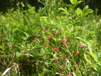 Heidelbeerblüte