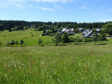 Bergwiesen um Friedrichshöhe