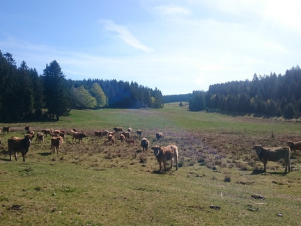 Bergweide am Rennsteig