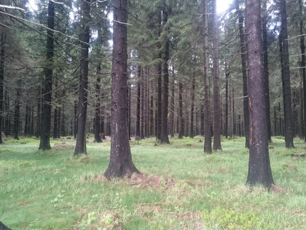 Bergfichtenwald am Rennsteig
