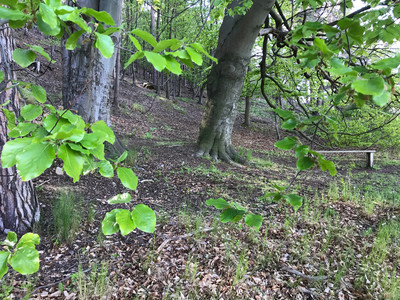 Eselsstieg ab Goldbachaue