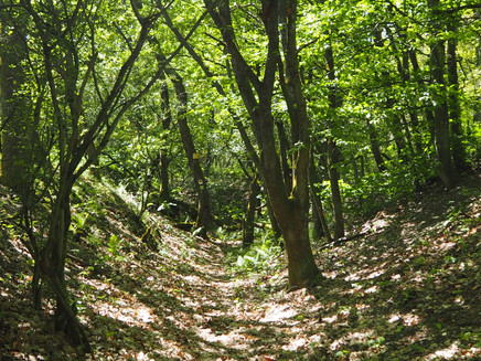 Inmitten von Bäumen