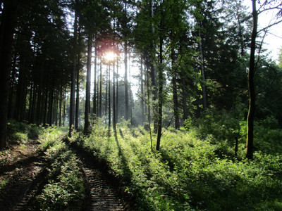 Tolle Lischtstimmungen in den Oberharzer Wäldern