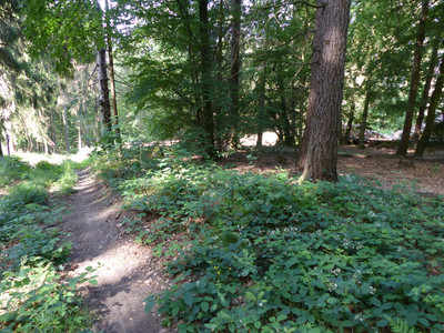 Moos-Stieg nach Bad Grund