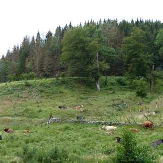 Großes Bruchmannstal