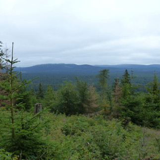 Aussicht auf den Hochharz, der oft in den Wolken liegt