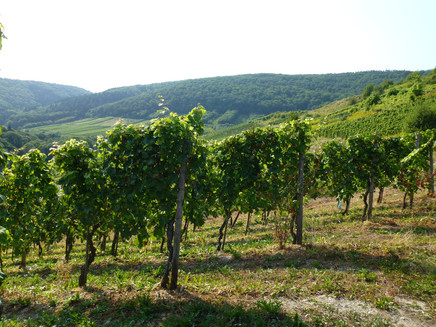 Reben im Weinberge