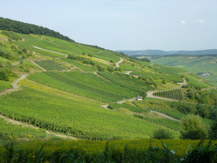 Weinberge an der Mosel in Kesten