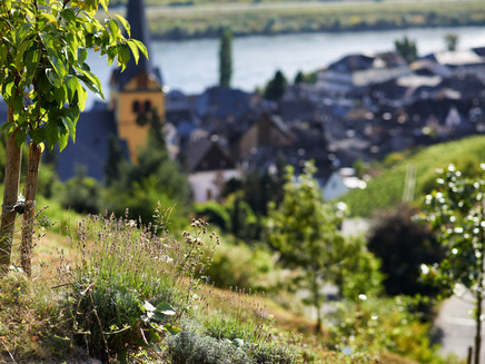 Sortengarten oberhalb von Zeltingen-Rachtig