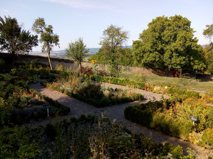 Kräuter im Abtsgarten von Klausen