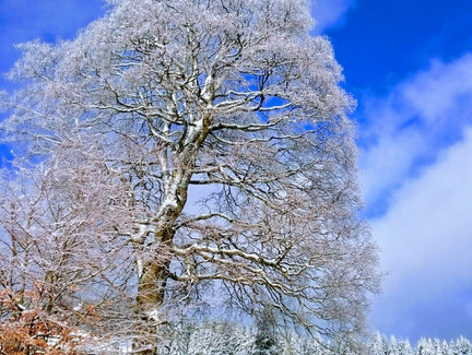 Winter in Friedrichshöhe