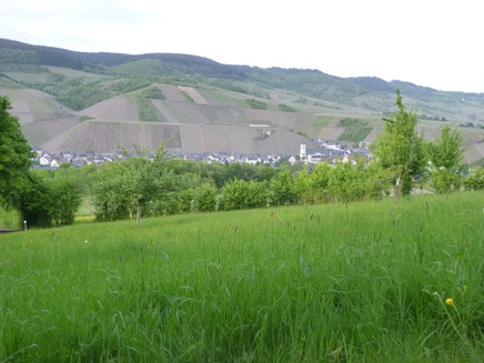 View from the height of the wine village Kinheim on the other side of the Moselle