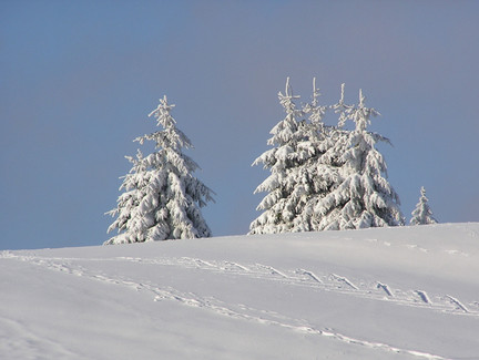 Steinheid (Wiese)