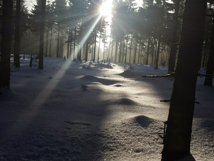 Winterwald neben den Loipen
