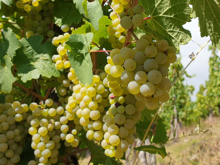 Grapes along the route