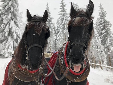 Pferde im Winterwald