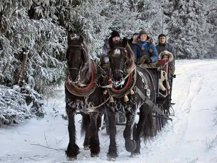 Schlittenfahrt durch den Thüringer Wald