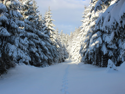 Winterwald in Neuhaus