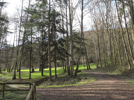 Natur pur - Waldabschnitt entlang der Strecke