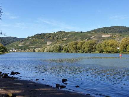 Moselle riverbank near Brauneberg