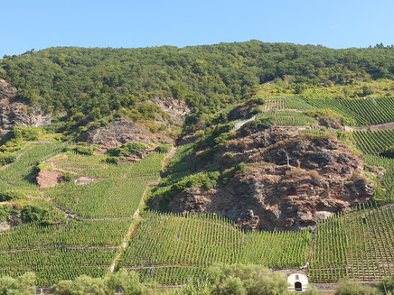 View of the vineyards opposite Erden