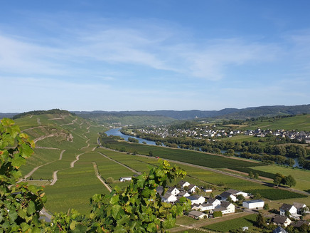 Blick auf die Weinberge, Kesten und Brauneberg