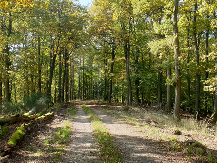 Pure nature - forest section along the route