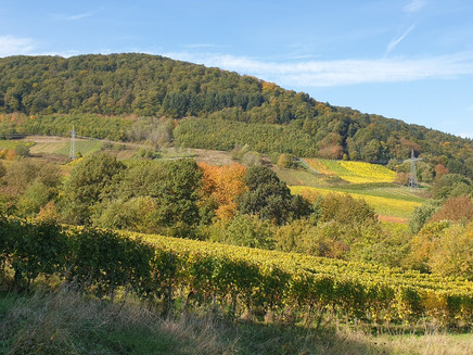 Forest and meadow landscape