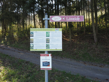 Information panel about forest and meadow flowers