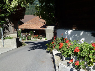 Frühlingsblumen Gsteigwiler