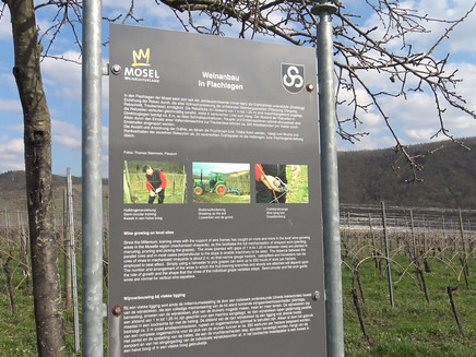 Informationstafel zum Weinbau