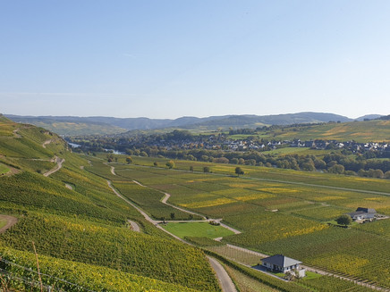 Weinberge soweit das Auge reicht