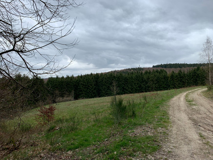 Wald- und Wiesenlandschaft