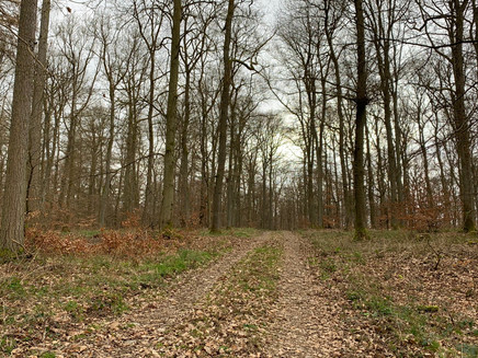 Waldweg