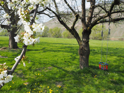 Moselufer in Brauneberg