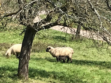 Sheep on the Obstartweg