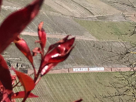 View of the vineyard