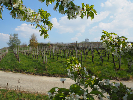 Blick auf die Weinberge und das Helenkloster
