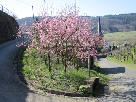 Blühender Pfirschbaum etnlang des Weges