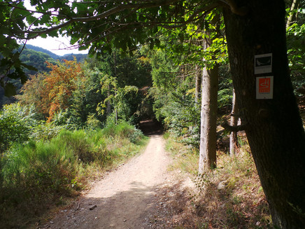 Gleichlauf Zuweg Saar-Hunsrück-Steig und Geierlayschleife