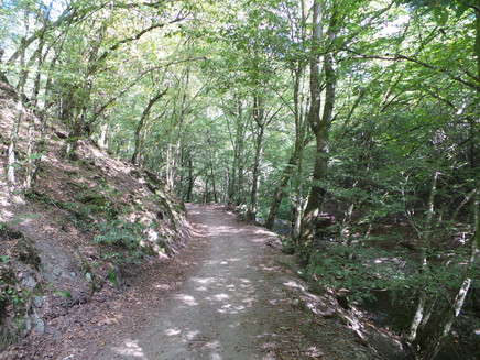 Im Schatten der Bäume